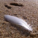Weisse Feder am Strand